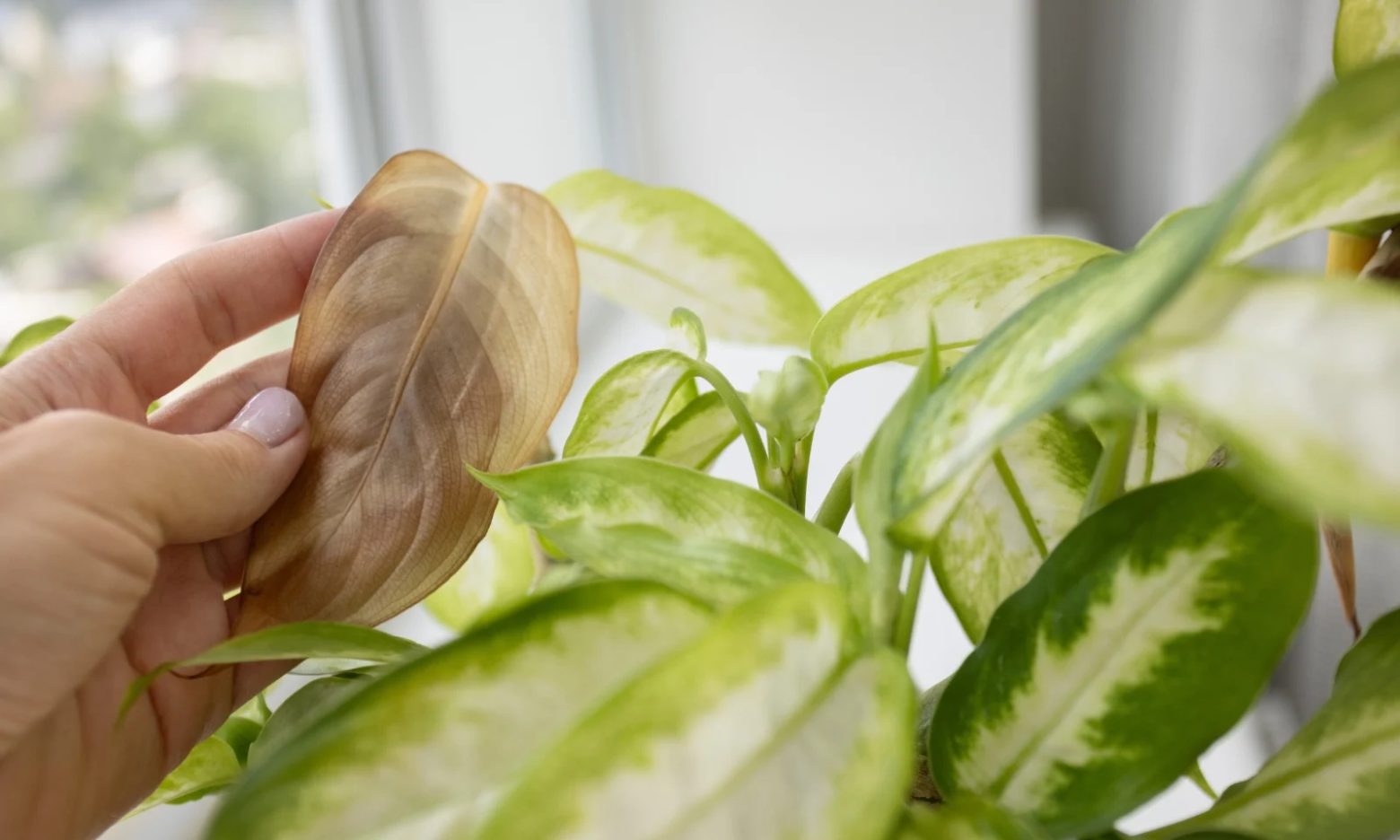 Якщо листя диффенбахії сохне, рослина просить про допомогу: як її врятувати