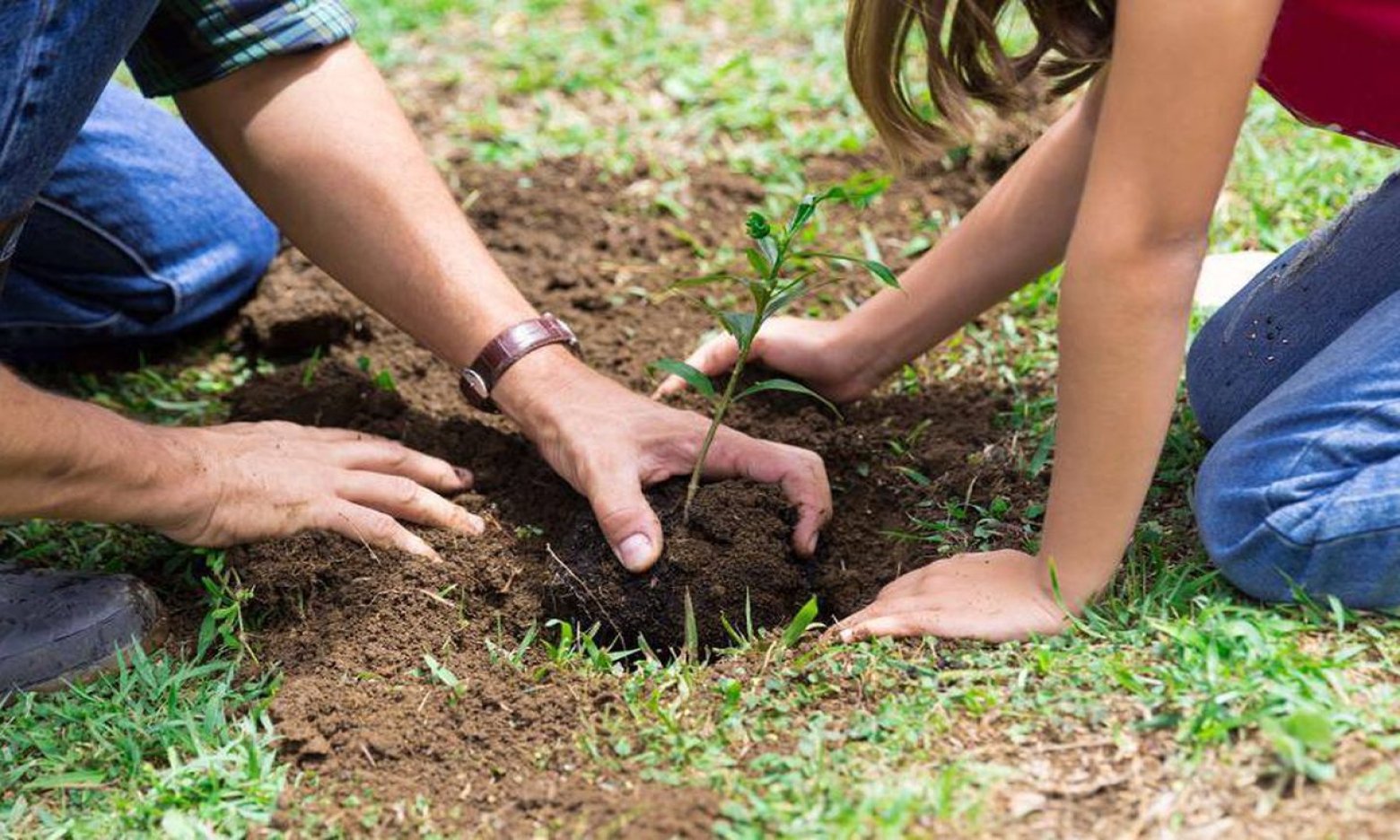Обов’язково висадіть ці рослини в листопаді 2025: поки земля тепла