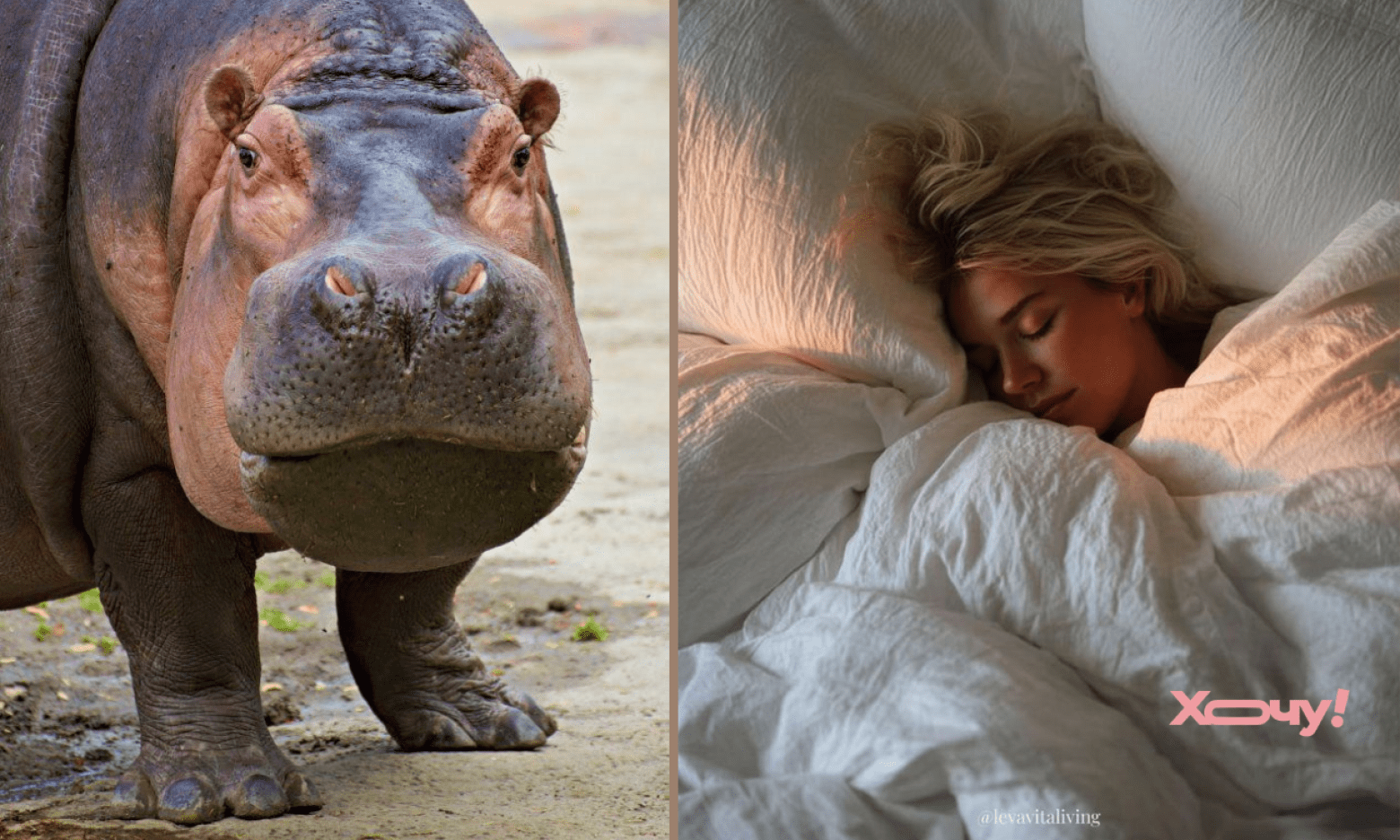 Сниться бегемот: що означає побачене за сонниками Ванги, Міллера та інших віщунів