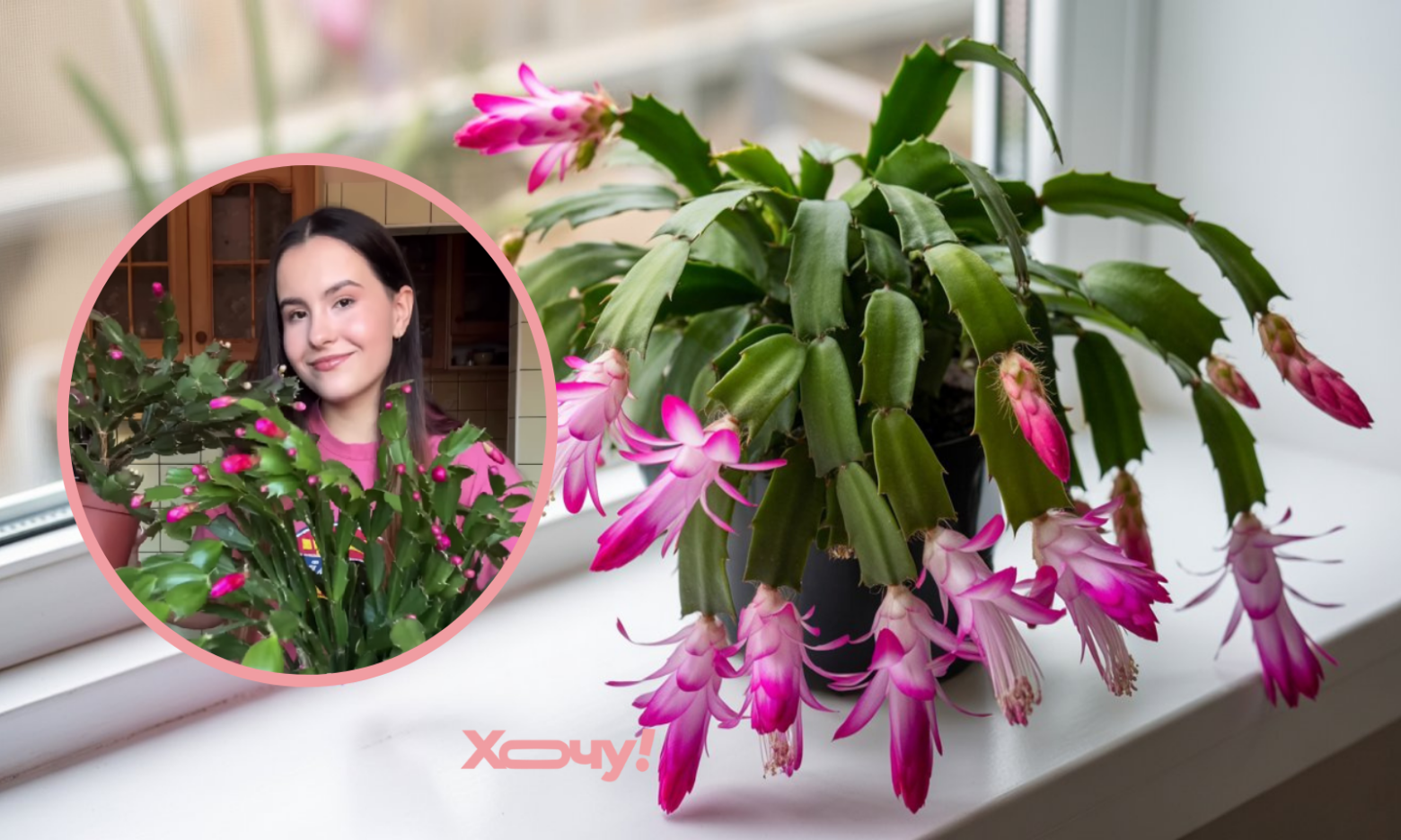 Робіть з декабристом це — і він буде цвісти щороку: одна проста дія (ВІДЕО)