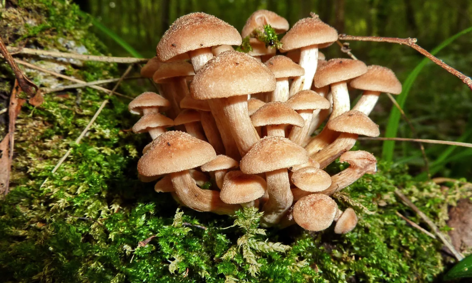 Легко наберете цілий кошик: які гриби ростуть у лісі в листопаді