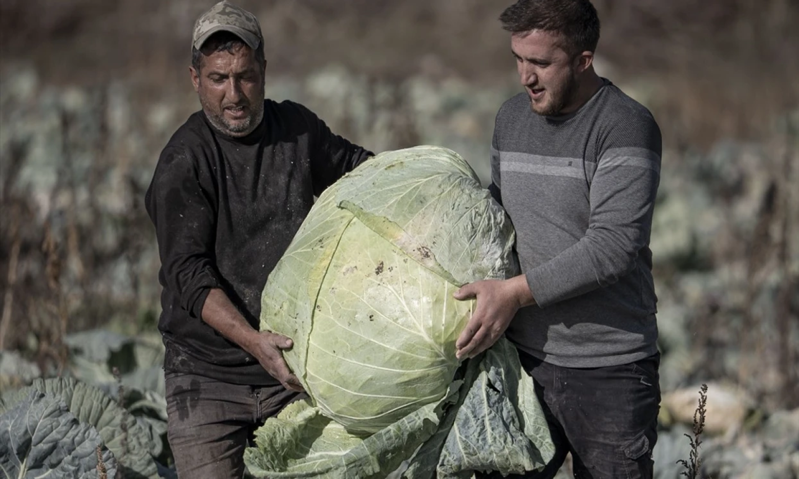 Турецький фермер виростив капустину вагою понад 50 кг: секрет — у особливому насінні (ФОТО)