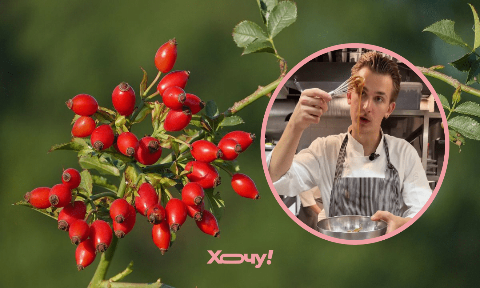 Сироп, варення і навіть делікатесний соус: шеф розповів, що можна приготувати з шипшини (ВІДЕО)