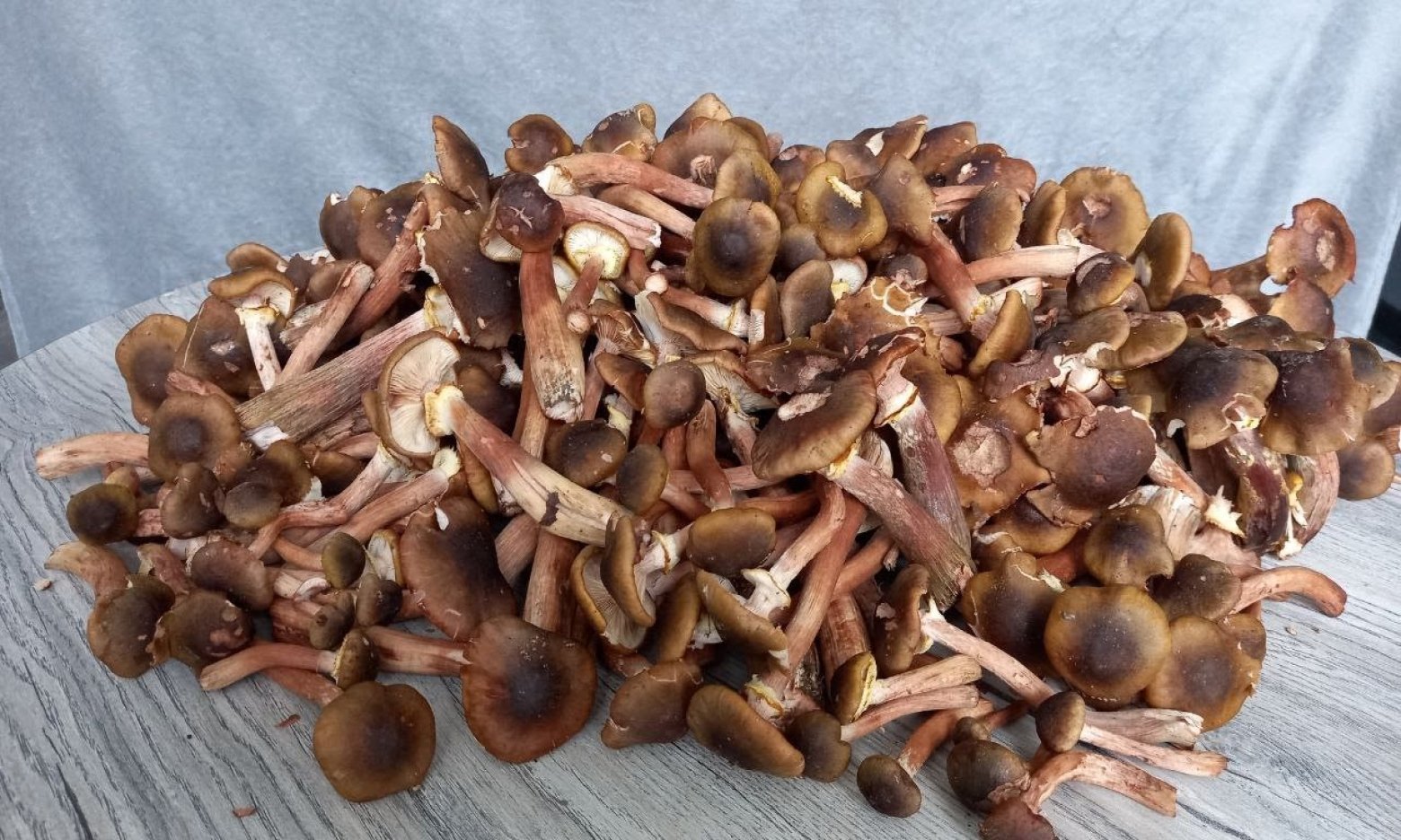 Обов’язково зробіть це з опеньками: як насправді їх підготувати