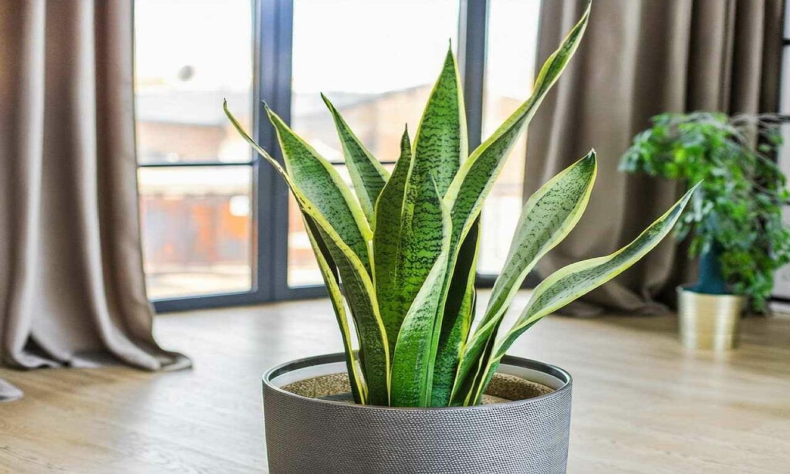 Восени і взимку відчепіться від сансев’єрії: докладний гід з турботи за вазоном в холодну пору