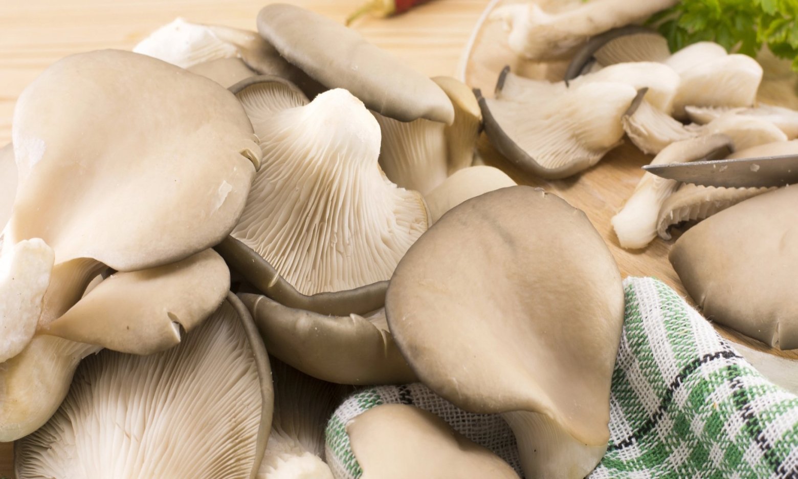 “Корони” на деревах: де ростуть гриби гливи і як їх збирати (ФОТО, ВІДЕО)