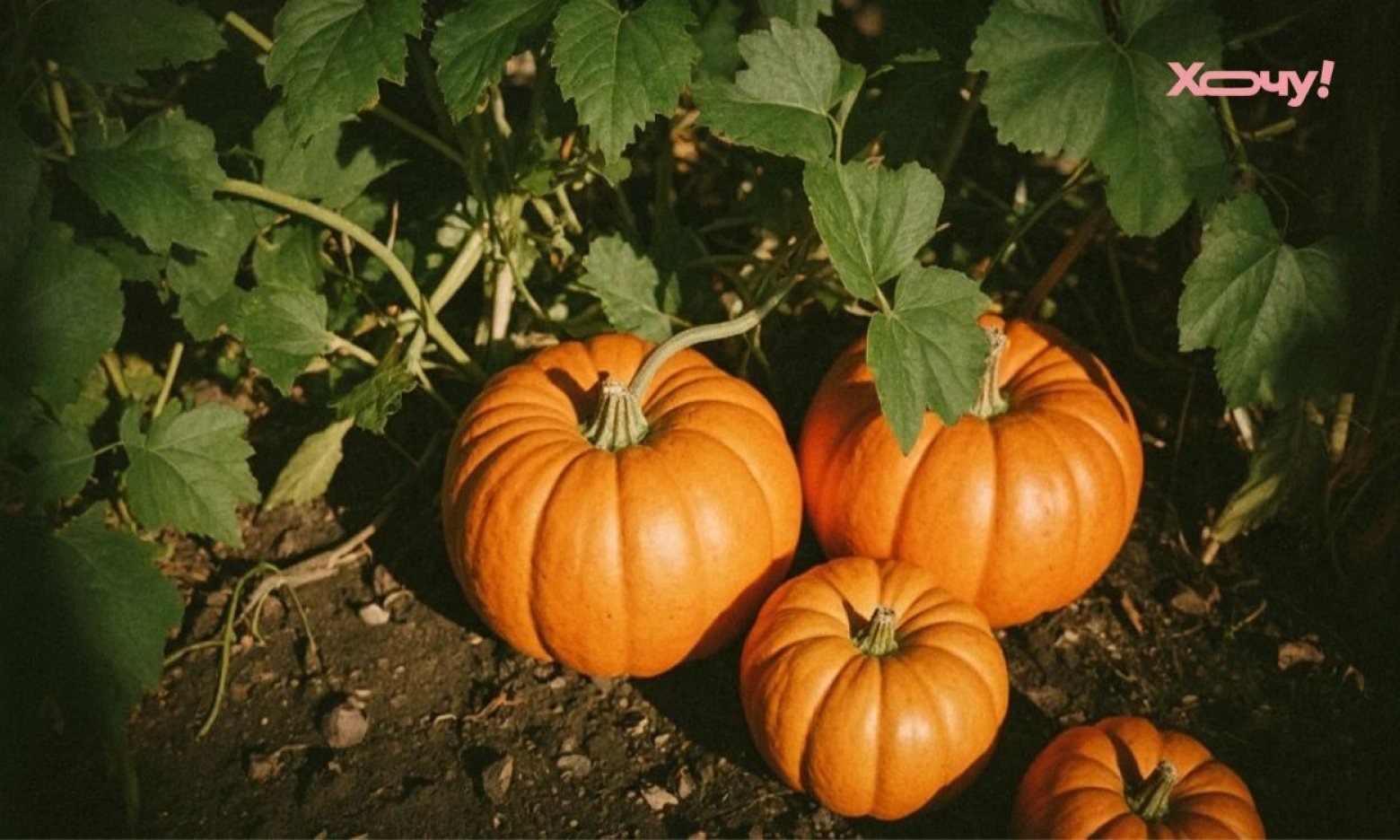 У вашій квартирі є ідеальне місце для гарбуза: буде смачним і свіжим до літа