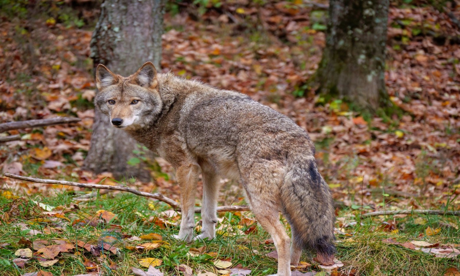 Вовки та лисиці — не “санітари лісу”: чому ці хижаки можуть бути небезпечними