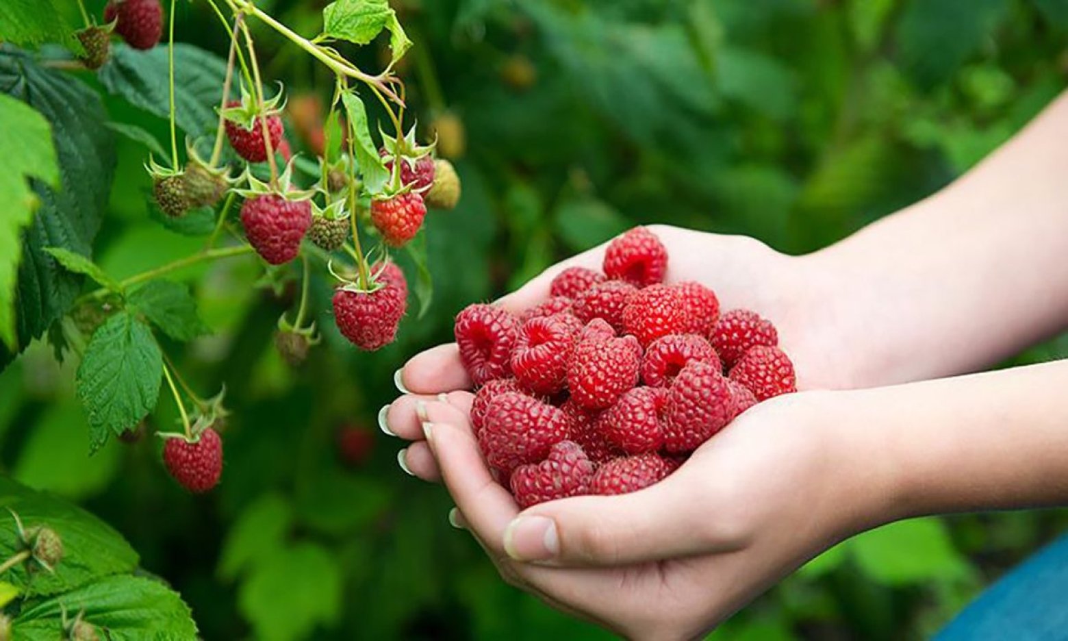 Зробіть це з малиною зараз, якщо бачите зелені ягоди: крутий лайфхак