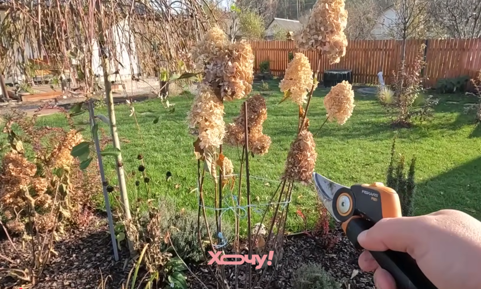 Зріжте це у гортензії зараз — і вона стане пишною квітучою кулею: правила обрізки (ВІДЕО)