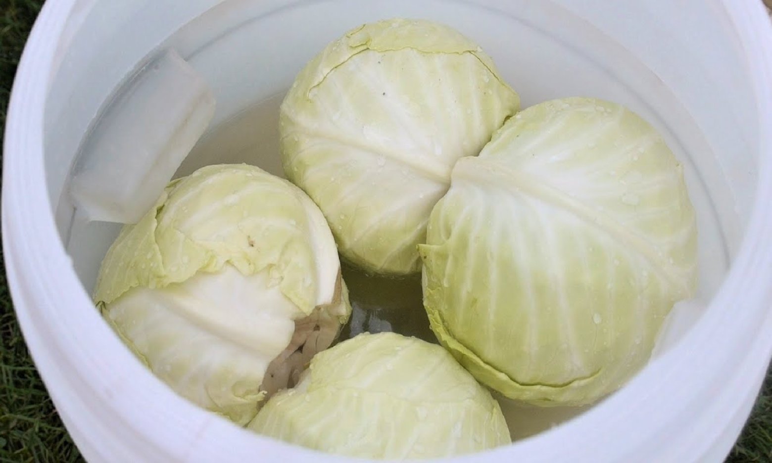 Лише один колір капусти підходить для квашення: як її обирати