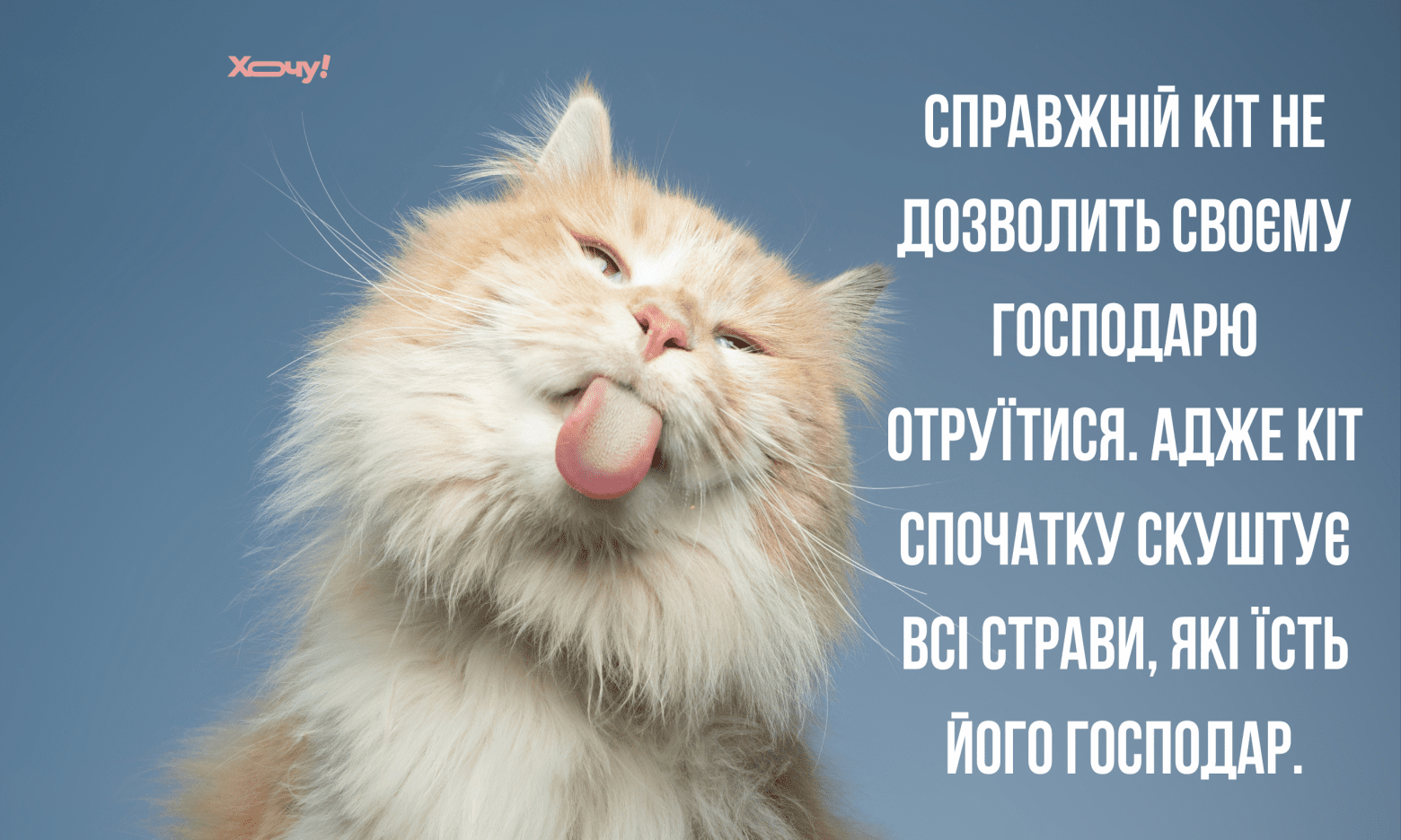 Найширше ліжко тісне для двох, якщо один із цих двох — кіт: найсмішніші приколи та відео з домашніми тваринами