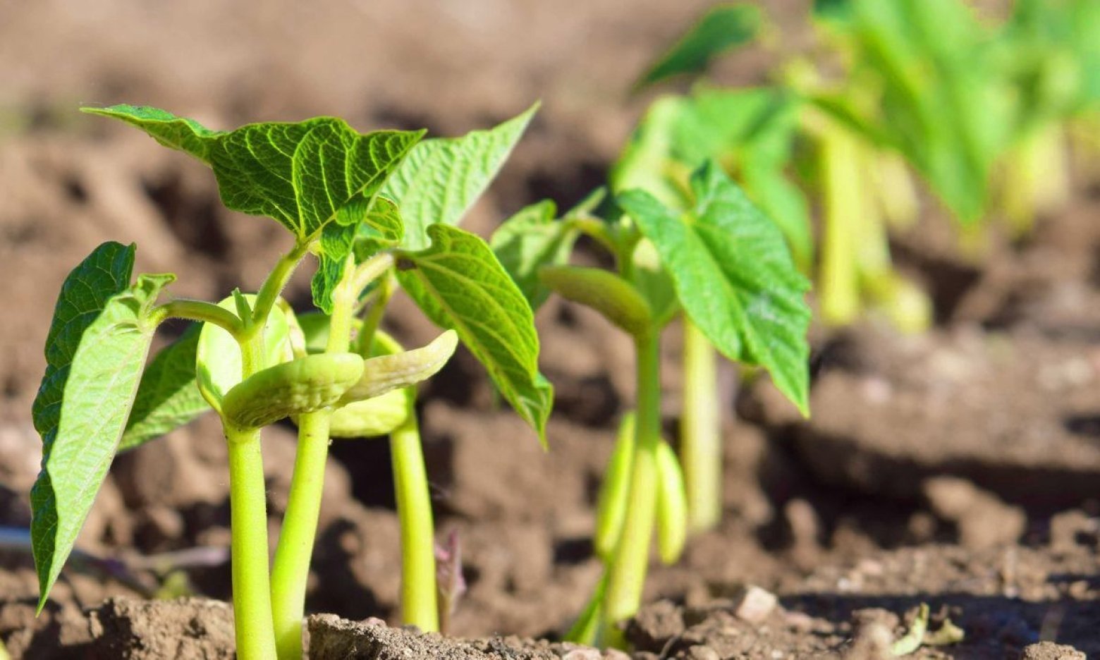 Вчені розкрили секрет великого врожаю квасолі: просто посадіть поруч цю рослину