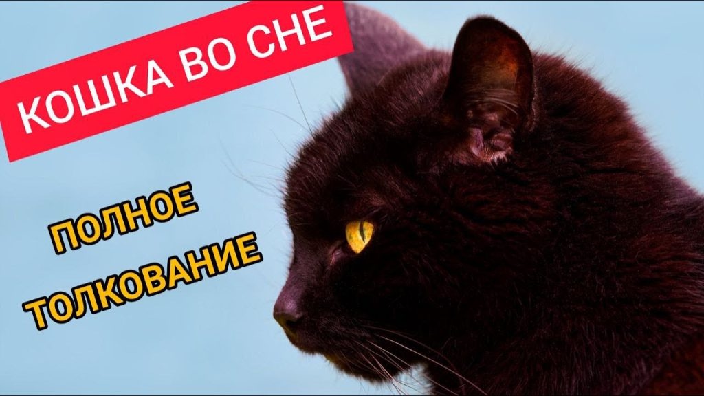 К Чему Снится Кал Женщине: Толкования и Значения сновидения