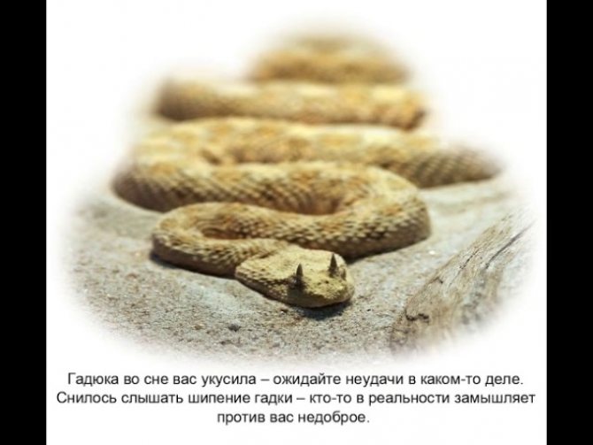 До Чого Сниться Змія Жінці: детальний розбір сновидіння