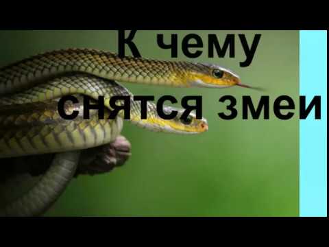 К Чему Снится Змея: Значение и Толкование Сновидения