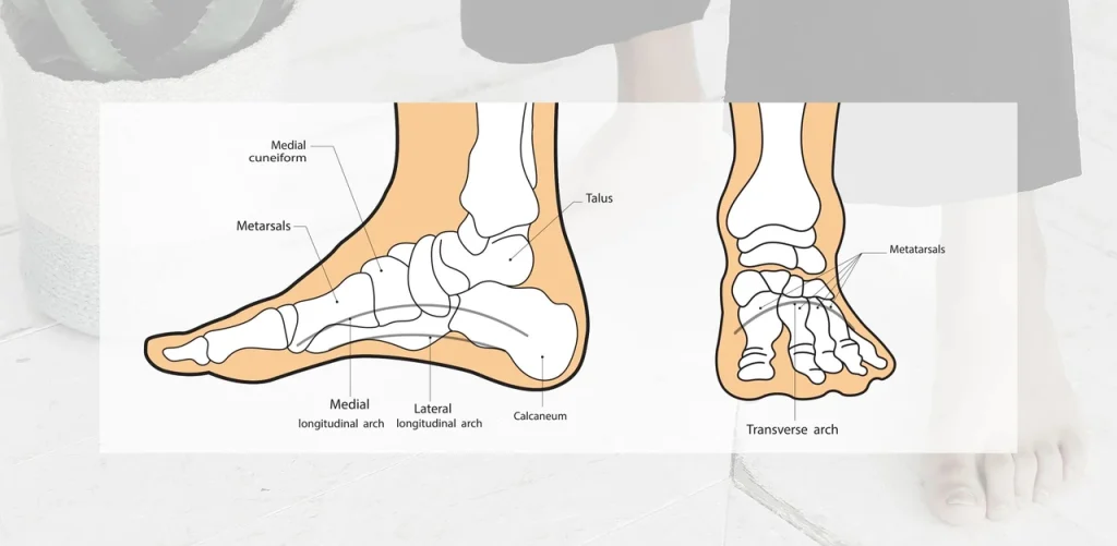 foot anatomy shoe support diagram