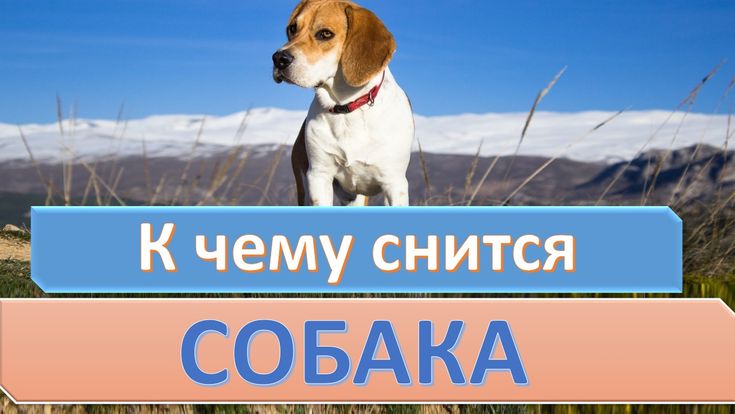 К Чему Снится Собака Женщине: Значение и Толкования